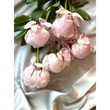 Розовые пионы  Sarah Bernhardt