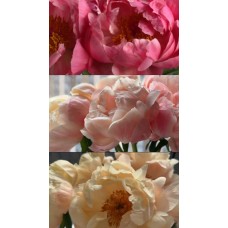Новые букеты с пионами от MANIA Fiori